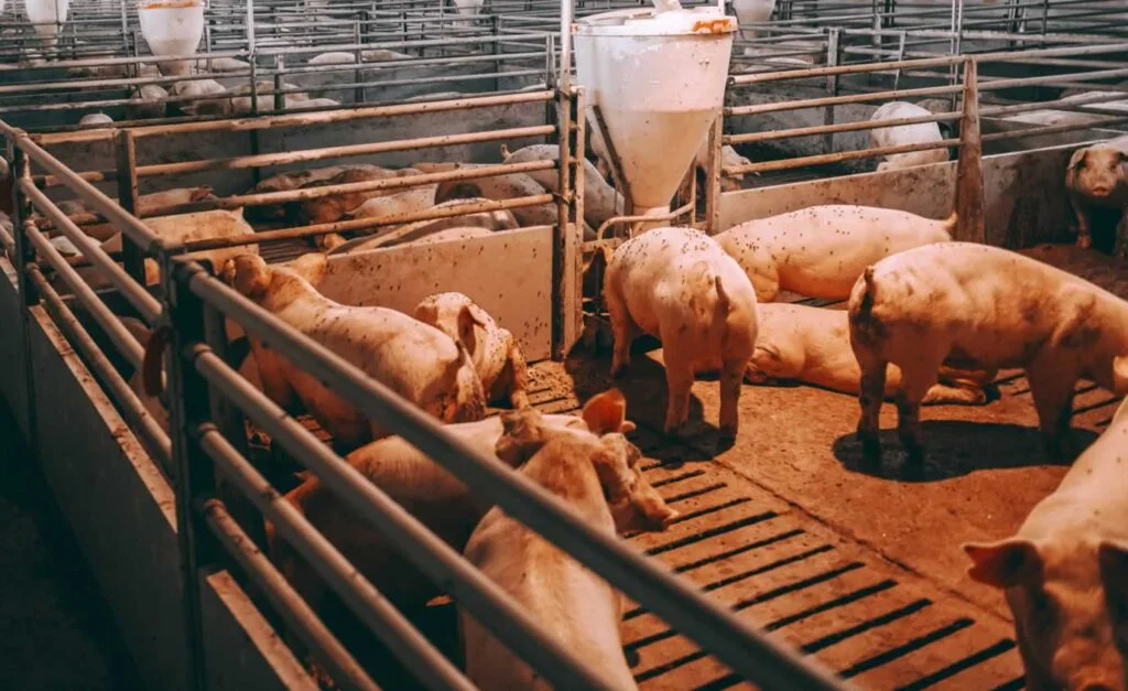 Chatham-Kent Hog Farm Chatham-Kent Hog Farm